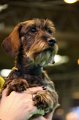 Crufts2010 766